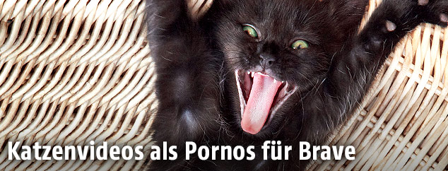 Lustige Katze