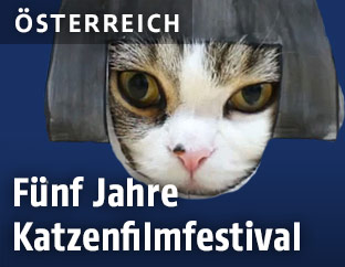 Katze