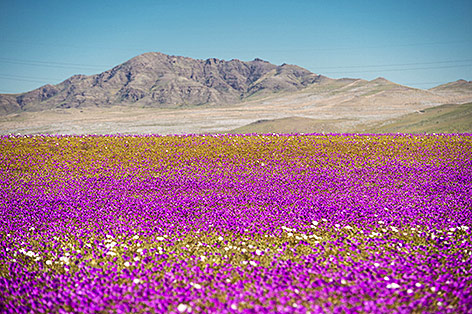 © APA/AFP/Martin Bernetti Blumenmeer in Atacama-Wüste