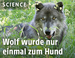 Wolf