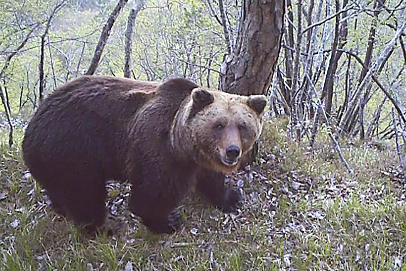 © ORF Bärin KJ2 in Südtirol