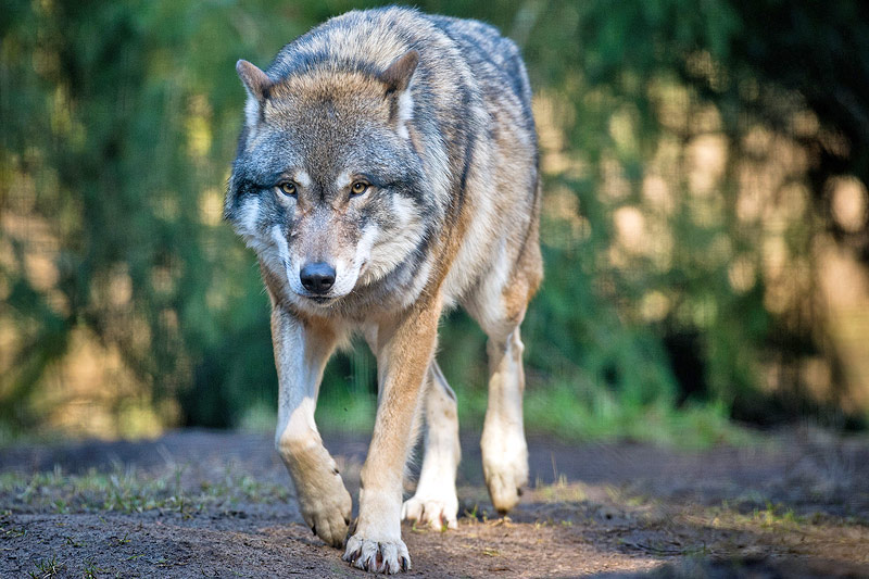 © APA/dpa/Patrick Pleul Wolf