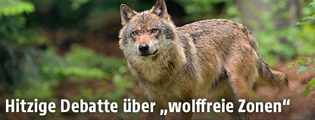 Wolf