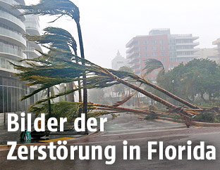 Umgeknickte Palmen in Miami Beach