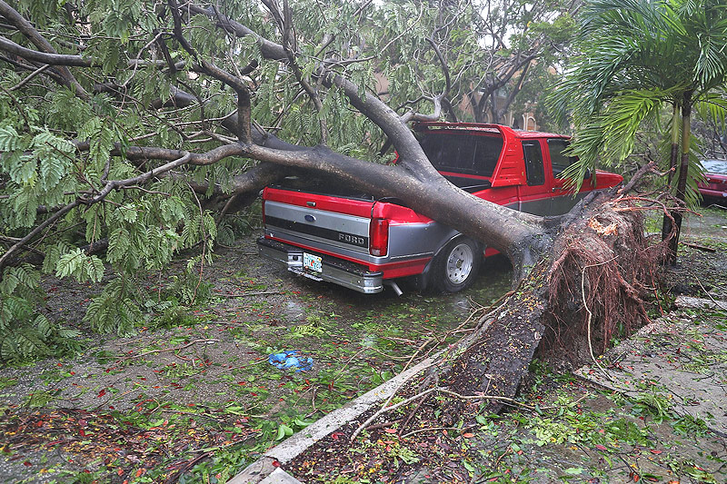 Baum auf Pick-up-Truck