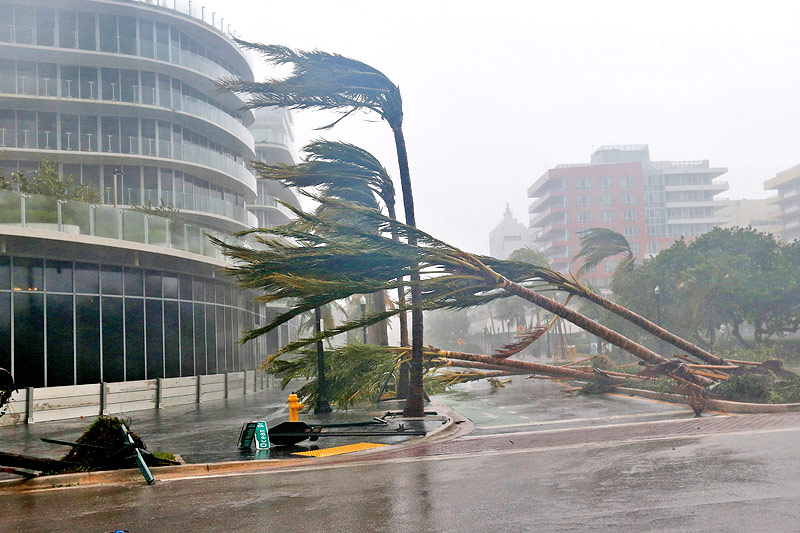 © AP/Wilfredo Lee Umgeknickte Palmen in Miami Beach