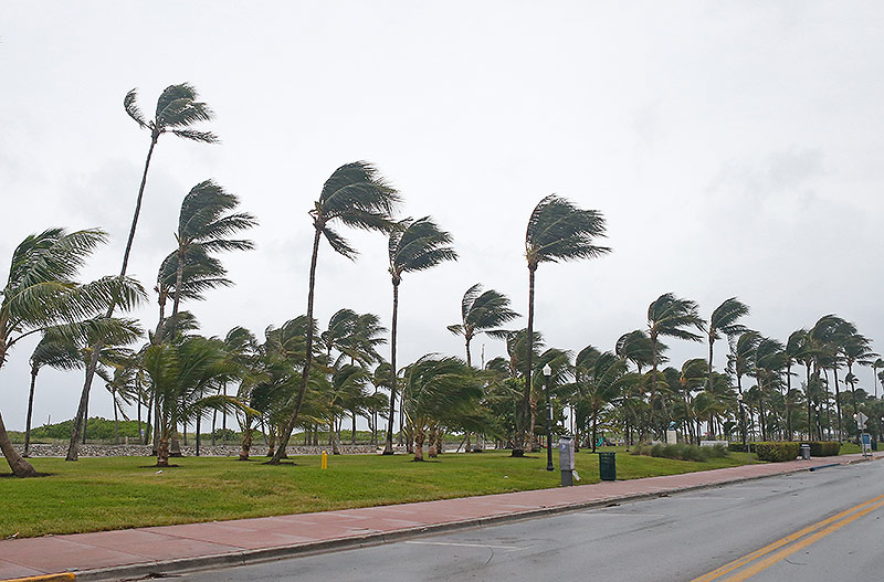 Palmen im Wind in Florida