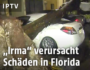 Baum auf Auto