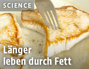 Fleisch in einer Pfanne