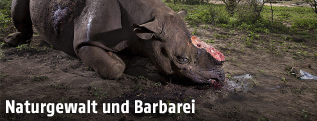 Verendetes Nashorn