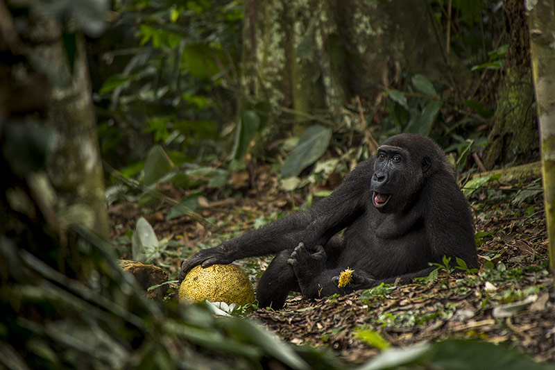 © Daniel Nelson/National History Museum Affe mit Frucht