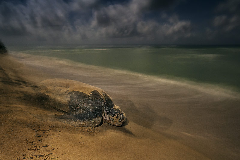 © Brian Skerry/National History Museum Schildkröte