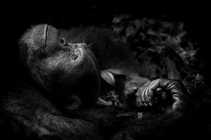 © Peter Delaney/National History Museum Affe