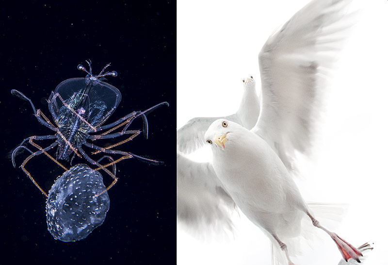 © Anthony Berberian; Ekaterina Bee/National History Museum Bildkombo aus Qualle und Taube