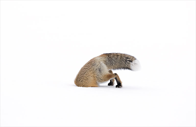 © Ashleigh Scully/National History Museum Fuchs im Schnee