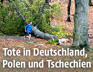 Läufer vor einem riesigen umgestürzten Baum in Tschechien