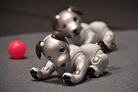 © APA/AFP/Kazuhiro Nogi Roboterhund Aibo