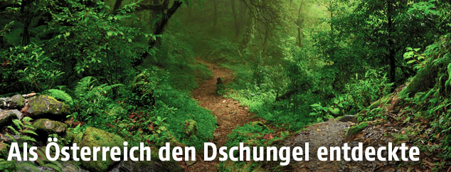 Dschungelweg in Brasilien