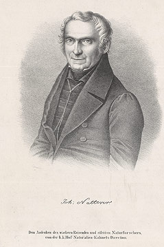 © NHM/Alice Schumacher Porträt von Johann Natterer