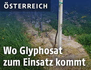 Junge Bäume