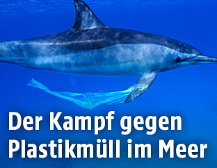 Plastik hängt an der Flosse eines Delphins