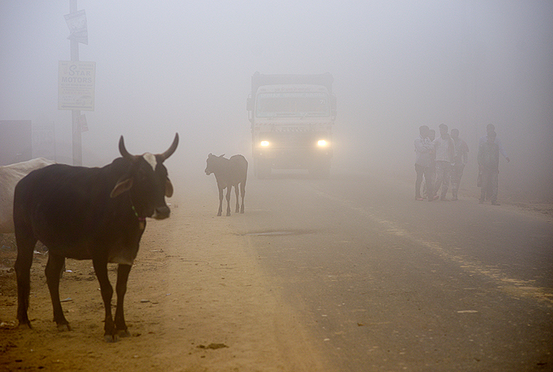 © AP/R S Iyer Kühe auf einer Straße in New Delhi (Indien)