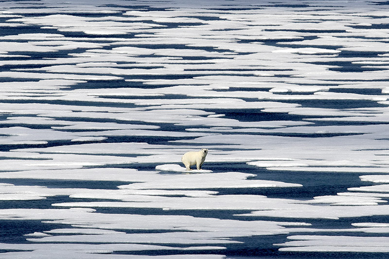 © APA/AP/David Goldman Eisbär