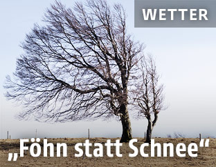 Baum im Wind