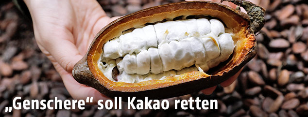 Kakaobohnen