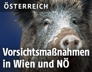 Ein Wildschwein