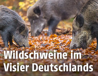 Wildschweine