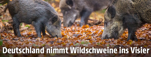 Wildschweine