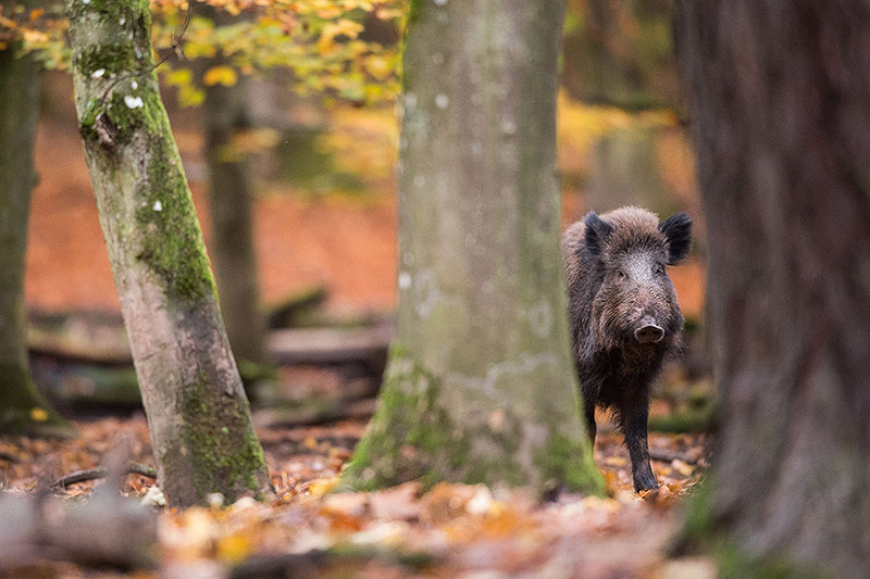 © APA/dpa/Lino Mirgeler Wildschwein