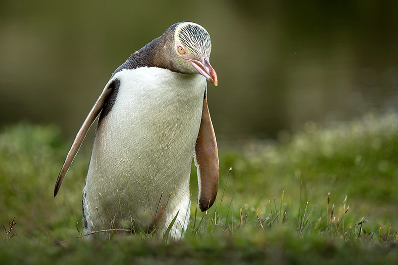 © Getty Images/Gregor Schfer/Eyeem Ein neuseeländischer Gelbaugenpinguin