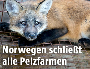 Fuchs in einem K&auml;fig