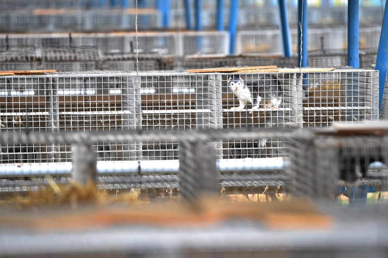 © AP/CTK/Vaclav Pancer Käfige in einer Pelzfarm