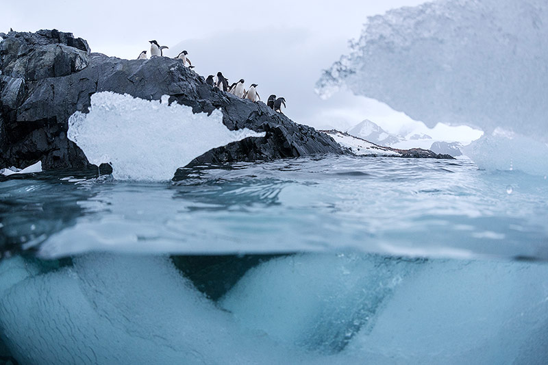 Adeliepinguine