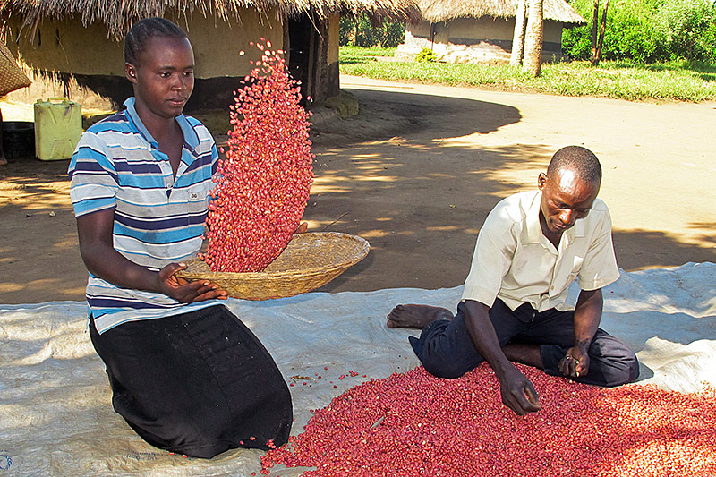 © AP/Rodney Muhumuza Bauern aus Uganda sortieren Superbohnen aus