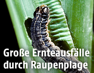 Raupe