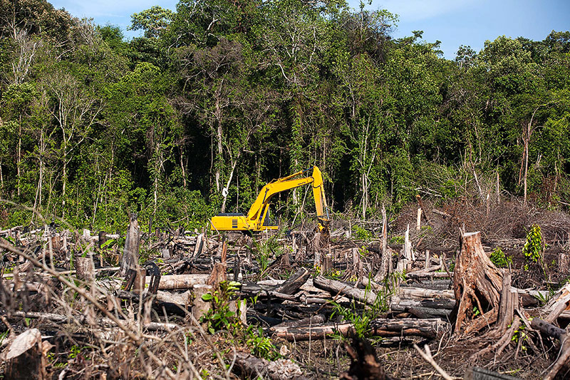 © APA/AFP/Chaideer Mahyuddin Bagger inmitten eines abgeholzten Waldes in Indonesien