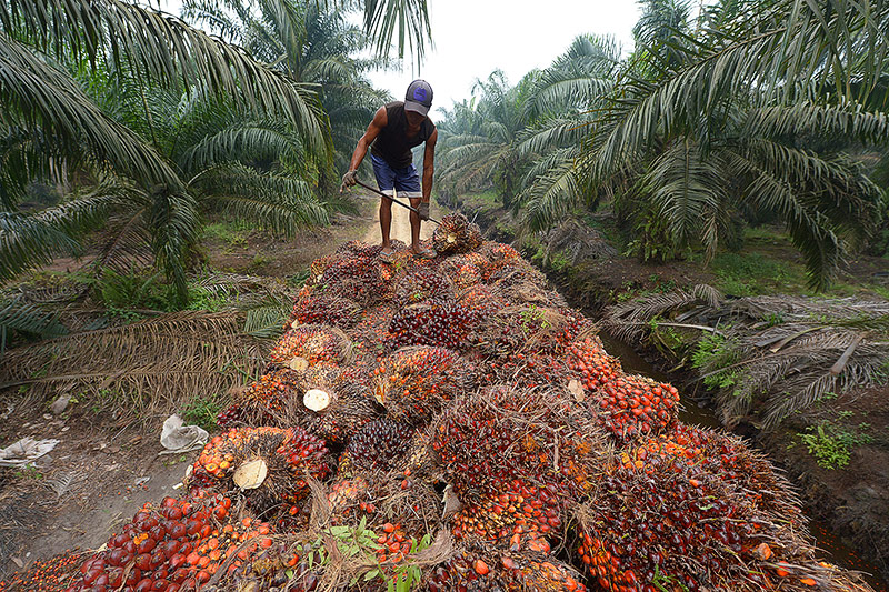 © APA/AFP/Adek Berry Arbeiter auf einer Palmölpflanzenplantage