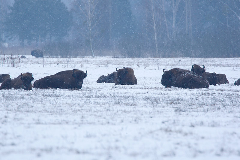 © Greenpeace/Małgorzata Grundland Büffel im polnischen Urwald Bialowieza