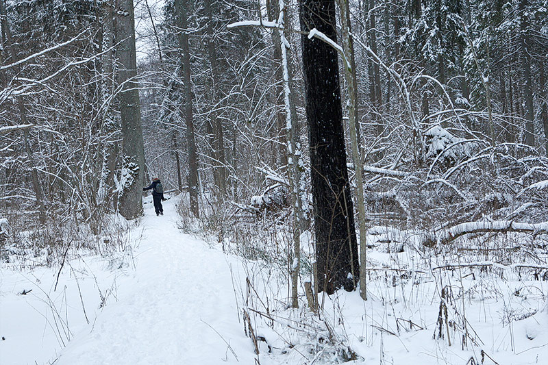 © Greenpeace/Małgorzata Grundland Schnee im polnischen Urwald Bialowieza