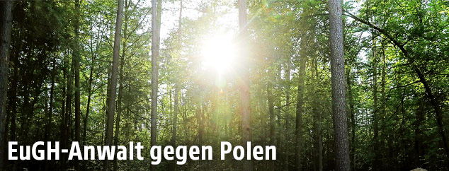 Polnischer Urwald Bialowieza