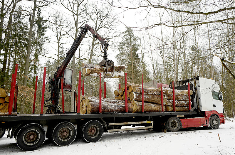 © Reuters/Kacper Pempel Holz wird aus dem polnischen Urwald Bialowieza abtransportiert