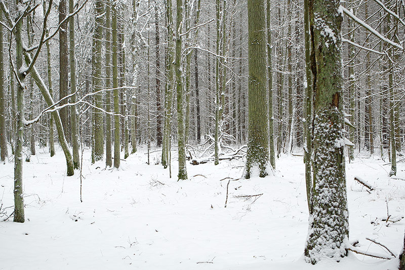 © Greenpeace/Małgorzata Grundland Schnee im polnischen Urwald Bialowieza