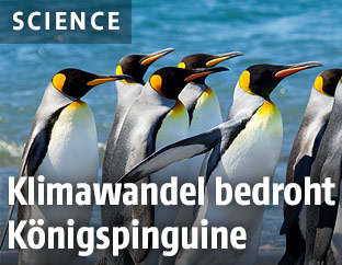 K&ouml;nigspinguine