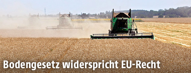 Ein Weizenfeld