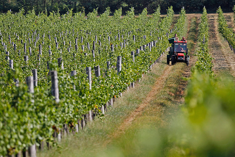 © Reuters/Laszlo Balogh Ein Traktor zwischen Weinreben