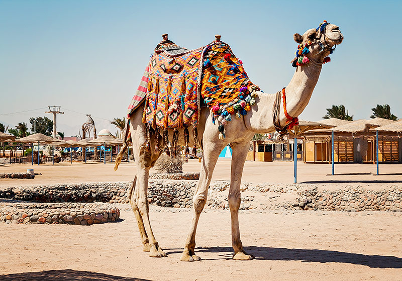 © Getty Images/~usergi15633745 Ein Kamel in Hurghada in Ägypten